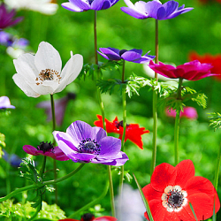X 100 ANEMONE CORONARIA DE CAEN GEMENGD 5/6