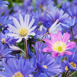 X 100 ANEMONE SPECIES BLANDA GEMENGD 5/+