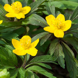 X 100 ANEMONE SPECIES RANUNCULOIDES I