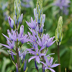 X 100 CAMASSIA LEICHTLINII CAERULEA 14/+