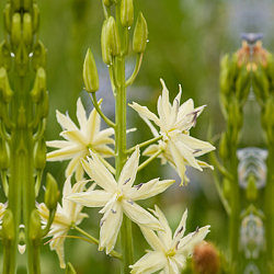 X 100 CAMASSIA LEICHTLINII SEMIPLENA 14/+