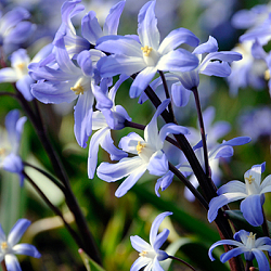 X 100 CHIONODOXA LUCILIAE 5/+
