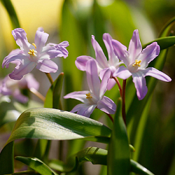 X 100 CHIONODOXA PINK GIANT 5/6