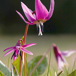 X   50 ERYTHRONIUM DENS-CANIS GEMENGD I