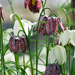 X 250 FRITILLARIA MELEAGRIS MIX 6/7