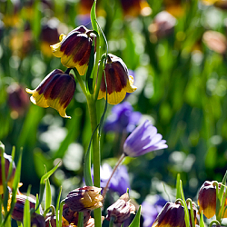 X 100 FRITILLARIA SPECIES MICHAILOVSKYI 5/+