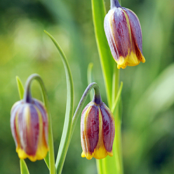 X 100 FRITILLARIA SPECIES UVA-VULPIS  6/7