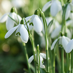 X 100 GALANTHUS ELWESII 6/7