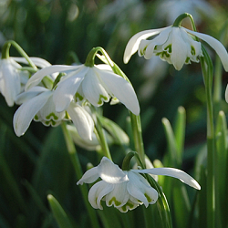 X 100 GALANTHUS FLORE PLENO 5/+