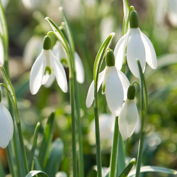 X 100 GALANTHUS NIVALIS 5/6