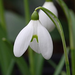 X 250 GALANTHUS WORONOWII 6/7