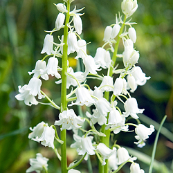 X 100 HYACINTHOIDES HISPANICA WIT 8/10