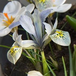 X 100 IRIS SPECIES KATHARINE HODGKIN 6/+