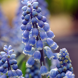 X 100 MUSCARI AUCHERI BLUE MAGIC 8/9