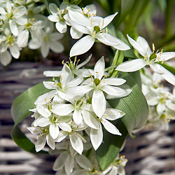 X 100 ORNITHOGALUM BALANSAE 6/+