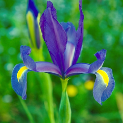 X 100 IRIS HOLLANDICA BLUE MAGIC 8/9