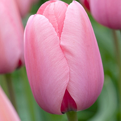 X 100 TULIPA PINK IMPRESSION 12/+