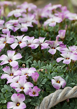 X 100 OXALIS ADENOPHYLLA 6/+