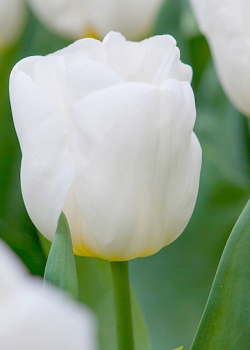 X 100 TULIPA CALGARY 12/+