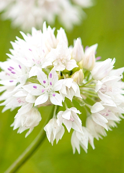 X 100 ALLIUM GRACEFUL BEAUTY 6/+