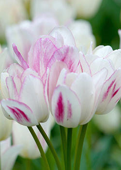 X 100 TULIPA CANDY CLUB 12/+