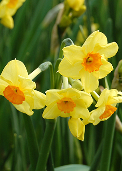 X 100 NARCISSUS GOLDEN DAWN 12/14