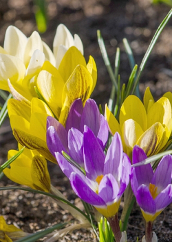 X 100 CROCUS BOTANISCH GEMENGD 5/+