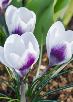 X 250 CROCUS SPECIE PRINS CLAUS 5/+