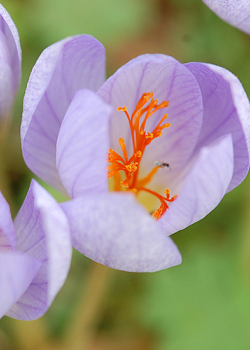 X 100 CROCUS SPECIOSUS CONQUEROR 5/+