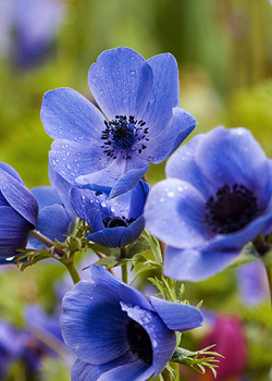 X 100 ANEMONE CORONARIA MR. FOKKER 5/6