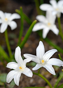 X 100 CHIONODOXA LUCILIAE ALBA 5/+