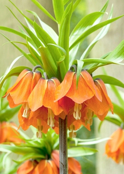 X   10 FRITILLARIA IMP. AURORA 24/+
