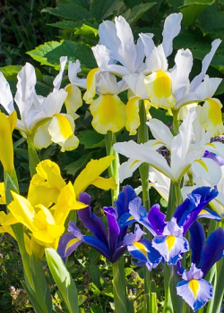 X 100 IRIS HOLLANDICA GEMENGD 7/8
