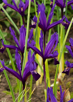 X 100 IRIS RETICULATA PAULINE 6/+