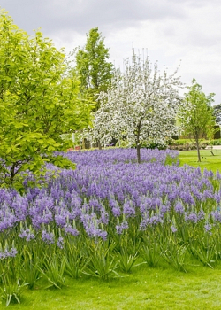 X   25 CAMASSIA LEICHTLINII CAERULEA 14/+