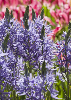 X   25 CAMASSIA LEICHTLINII CAERULEA 14/+