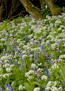 X 100 ALLIUM URSINUM I