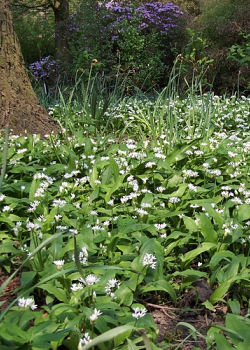 X 100 ALLIUM URSINUM I