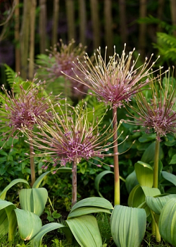 X   25 ALLIUM SCHUBERTII 12/14
