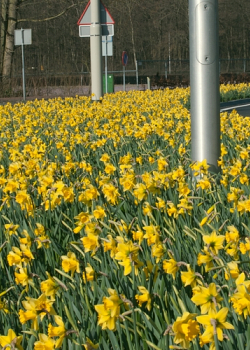 X 100 NARCISSUS RIJNVELDS EARLY SENSATION 12/14