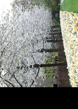 X 100 NARCISSUS GOLDEN ECHO 12/14