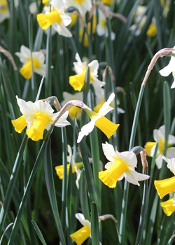 X 100 NARCISSUS GOLDEN ECHO 12/14