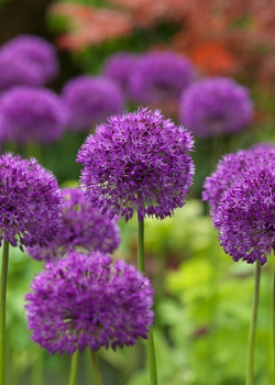 X 100 ALLIUM PURPLE SENSATION 12/14