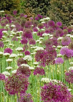 X 100 ALLIUM PURPLE SENSATION 12/14