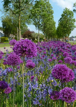 X   25 CAMASSIA LEICHTLINII CAERULEA 14/+