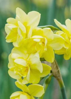 X 100 NARCISSUS YELLOW CHEERFULNESS 12/14