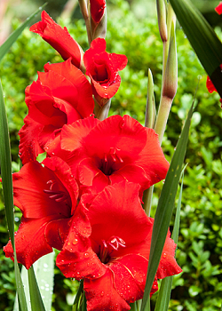 X 100 GLADIOLUS OSCAR 12/14