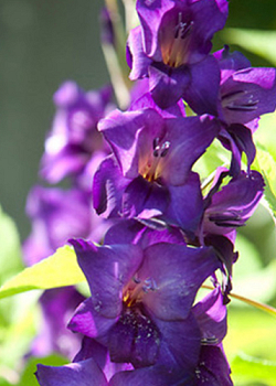 X 100 GLADIOLUS PURPLE FLORA 12/14