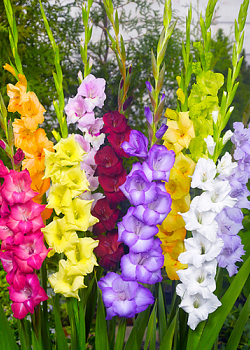 X 100 GLADIOLUS GROOTBLOEMIG MIX 12/14