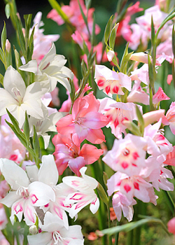 X 100 GLADIOLUS NANUS MIX 8/9